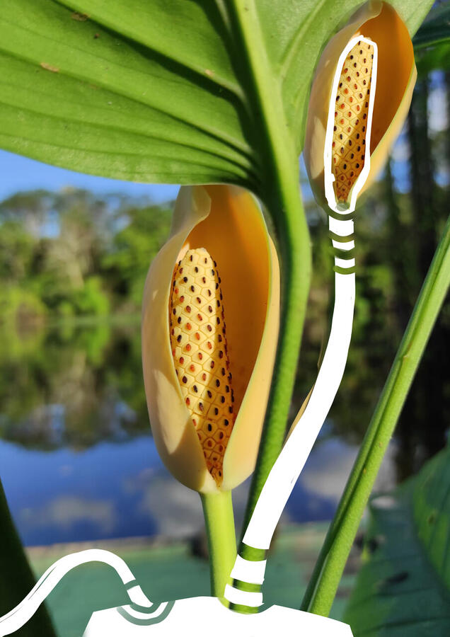Microfone